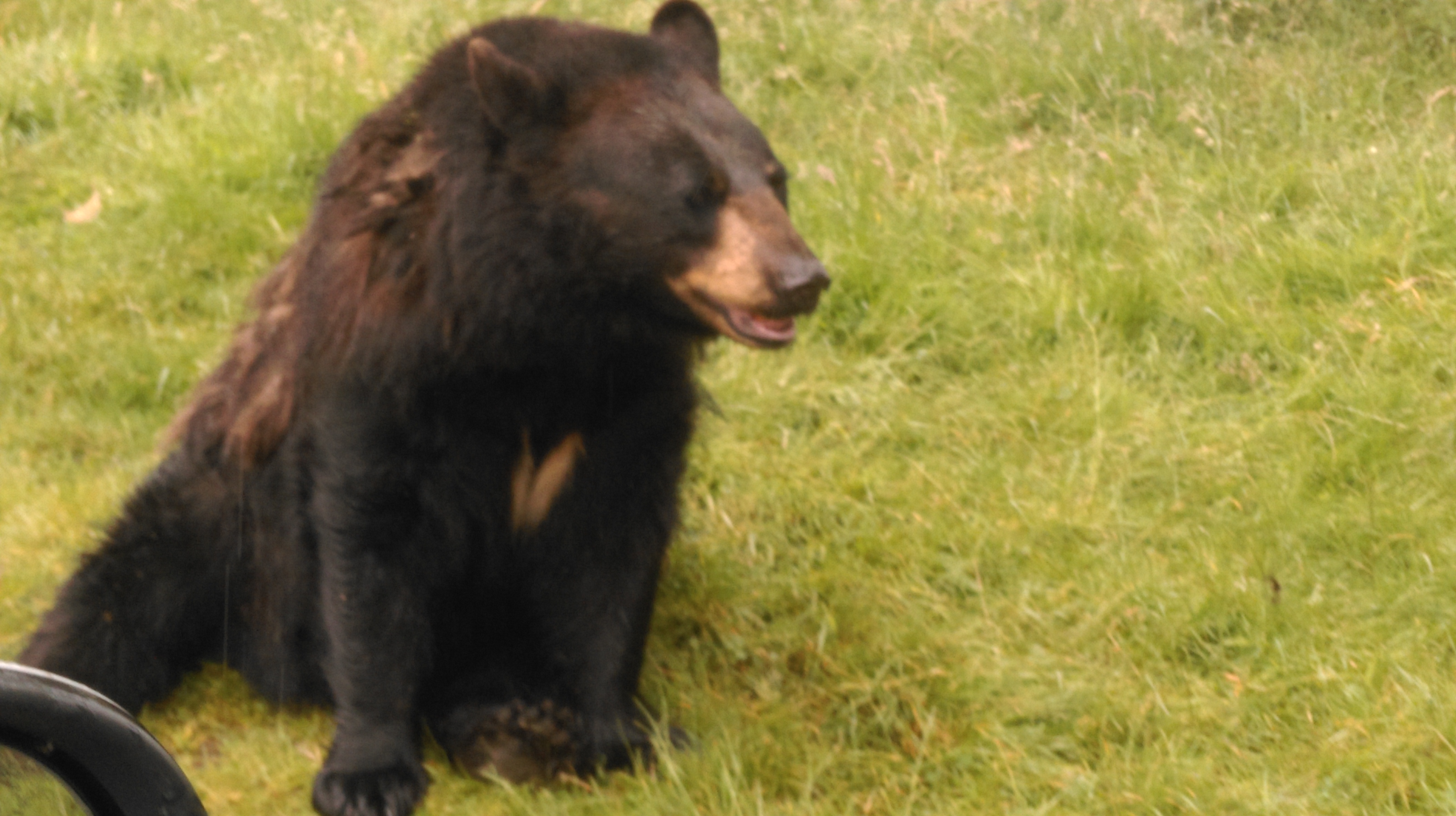 Archived: Woburn Safari Park - archived Archived: Woburn Safari Park - archived