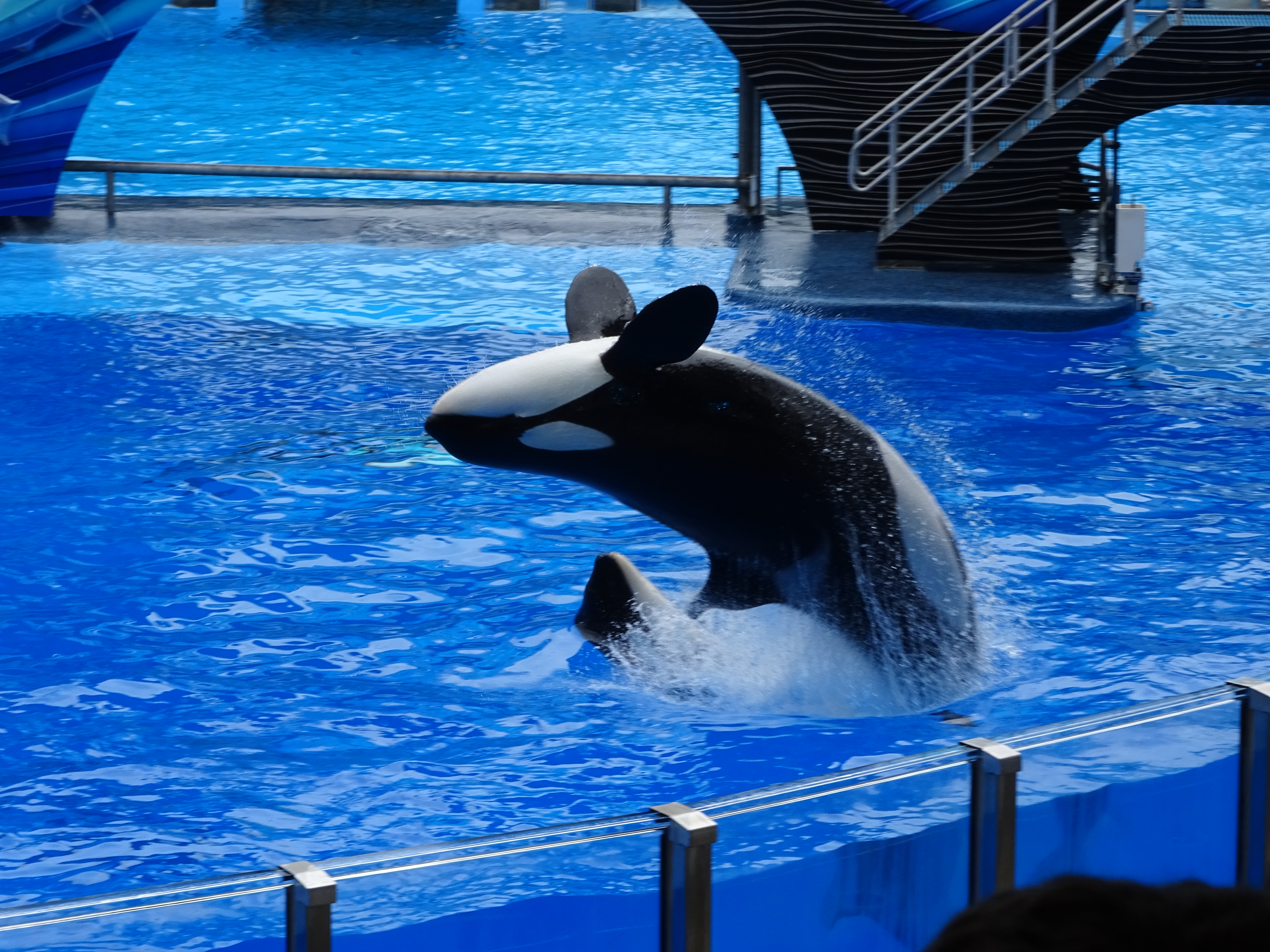 Archived: The Holiday Blog – Day 2: Sea World - archived